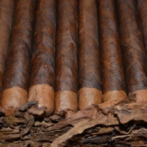 Persian King Maduro