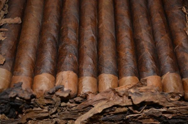 Persian King Maduro